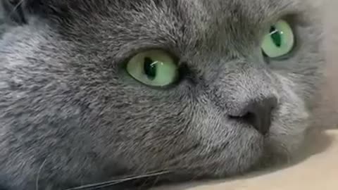 Funny Cat Videos #shorts #viral #funny #cat #catlover