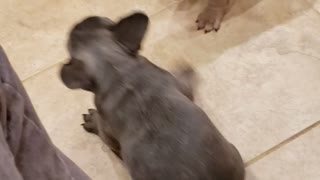 Frenchie puppy zoomies
