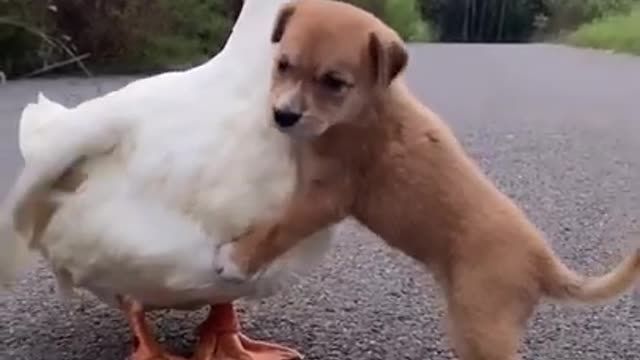 Cute ||baby Dog ||dog||ducky||