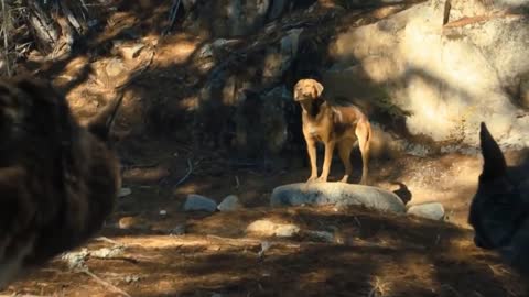 Lion Sees Her Adoptive Dad After 7 Years...