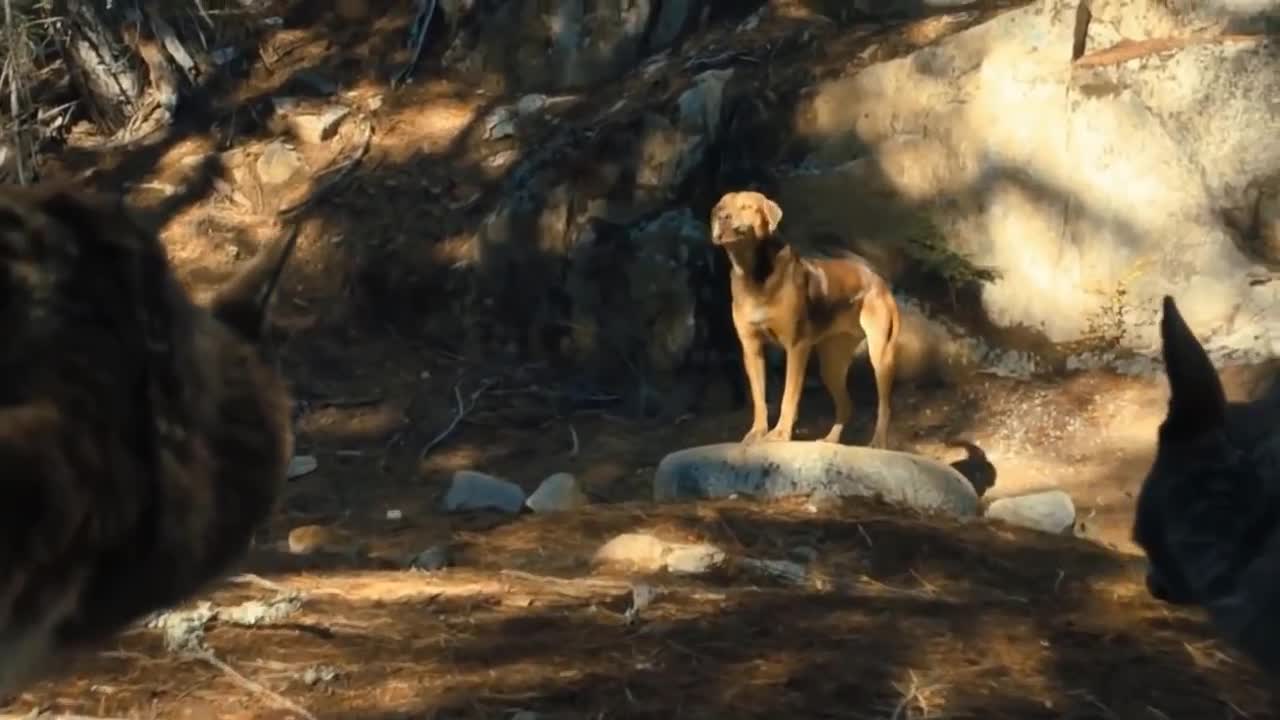 Lion Sees Her Adoptive Dad After 7 Years...