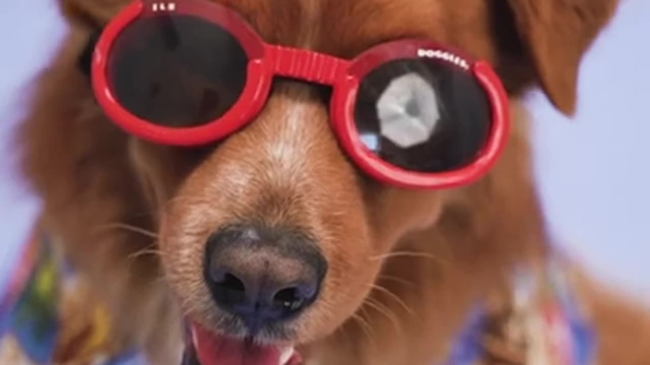 Wow Gread Top Amazing DOG Sunglass cute lovely #shorts #funnyanimals