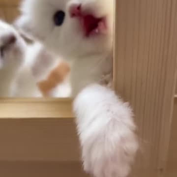 VERY BEAUTIFUL CUTE KITTEN.