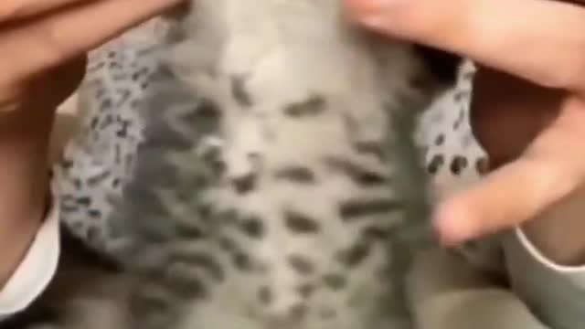 CUT CAT FUNNY VIDEO