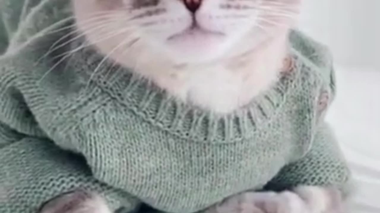 OMG So Cute Cats ♥ Best Funny Cat Videos 2023