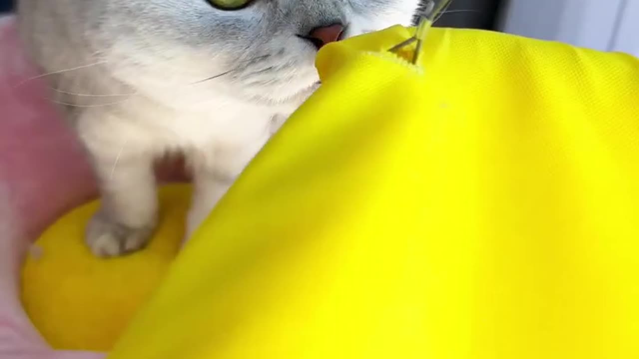 Balconiea of cat