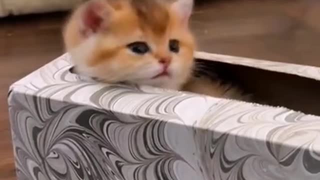 basis with team members working from home