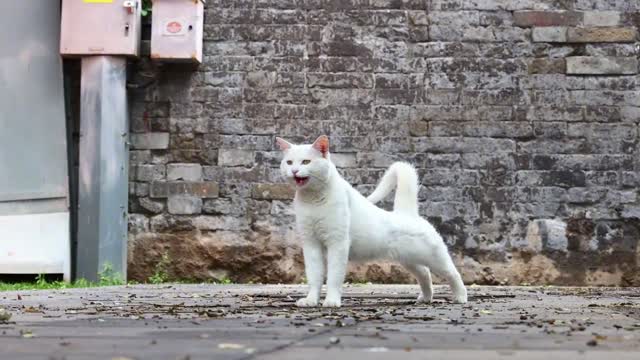 The stretching white cat