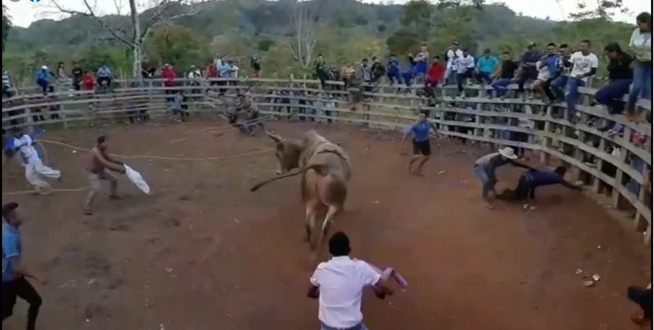 napkins vs Bull
