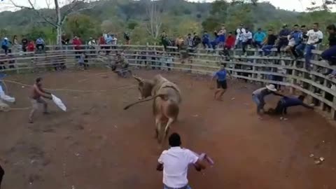 napkins vs Bull