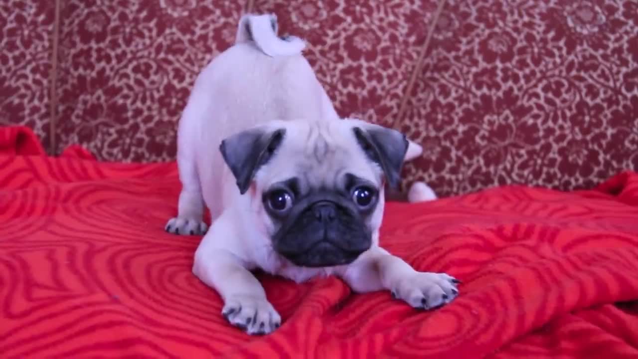 baby pug Carlos barking