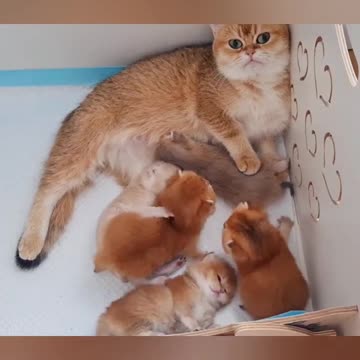 The cutest creaters in the world