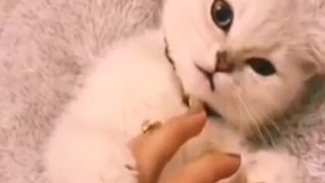 Cute cat funny video