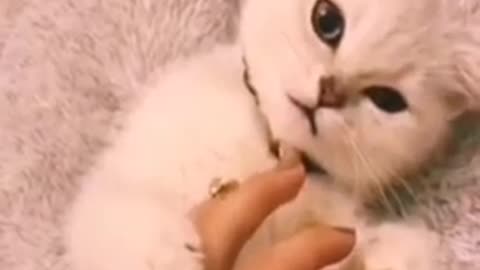 Cute cat funny video