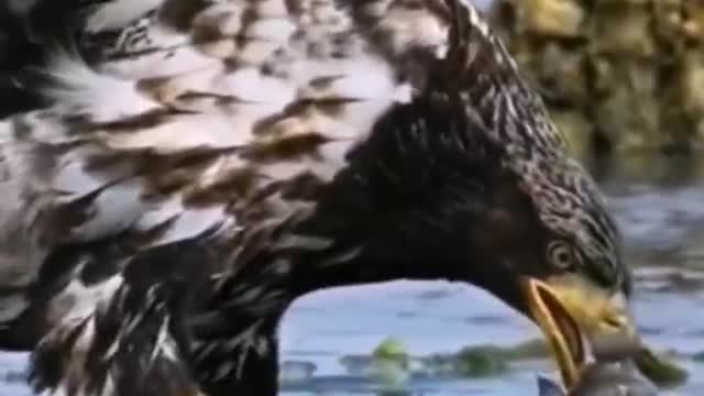 The eagle's claws are very good at catching fish