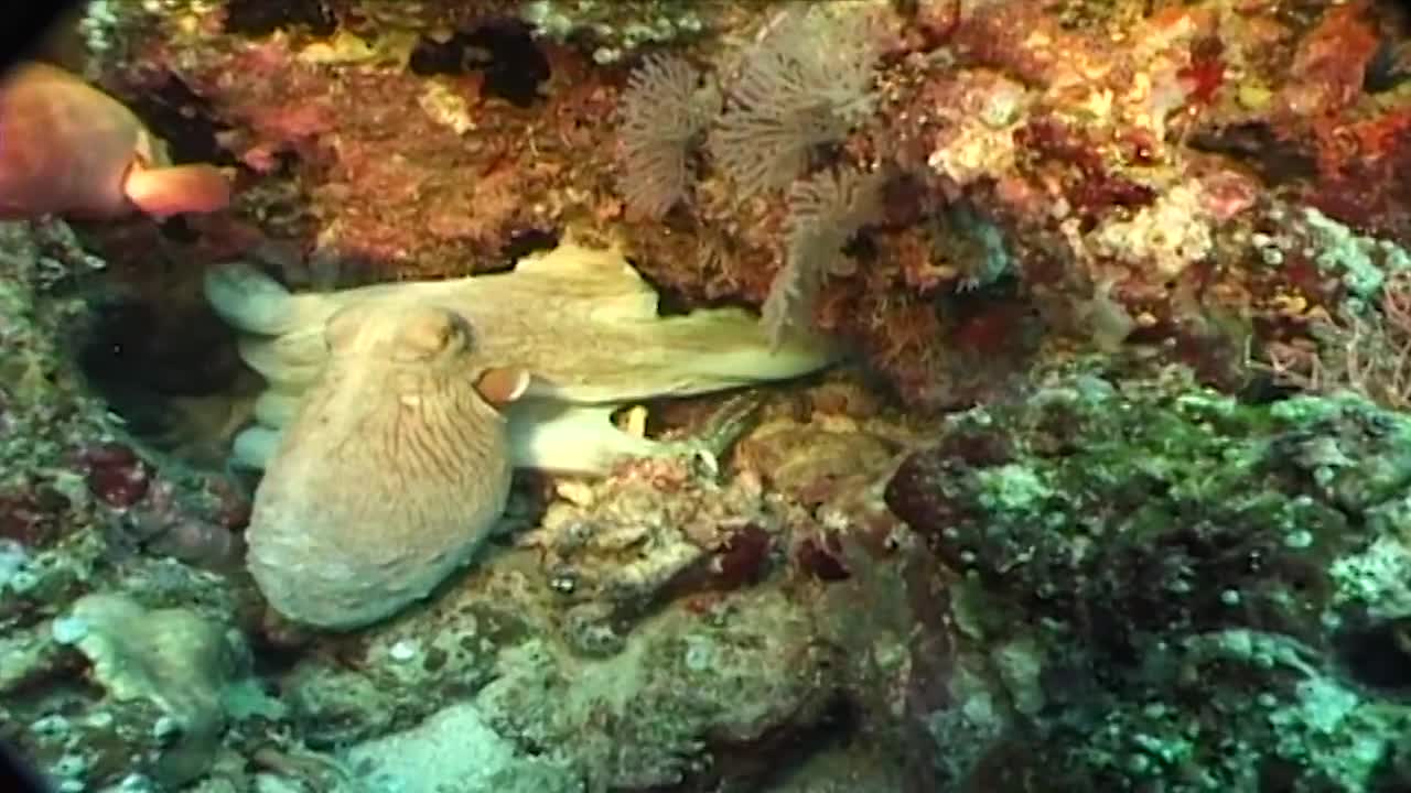 Shy Octopus Hides Inside Its Own Tentacles _ Nautilus Live