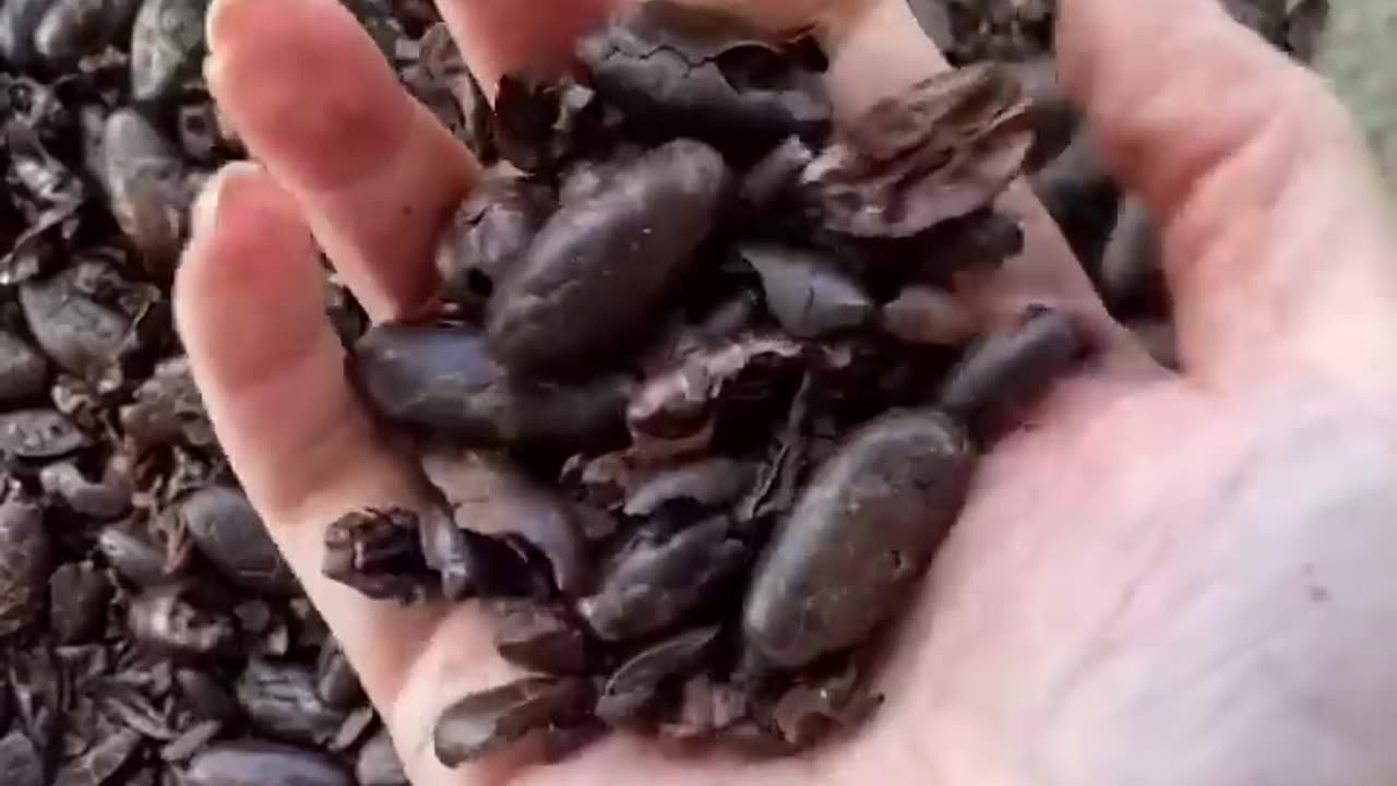 Making chocolate from scratch from Cacao Pods MyHealthyDish