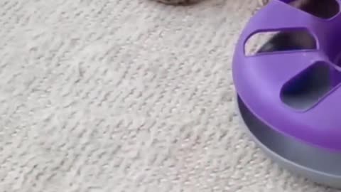 Meet the Most Adorable Kitty Ever!
