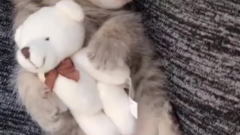 So adorable cat