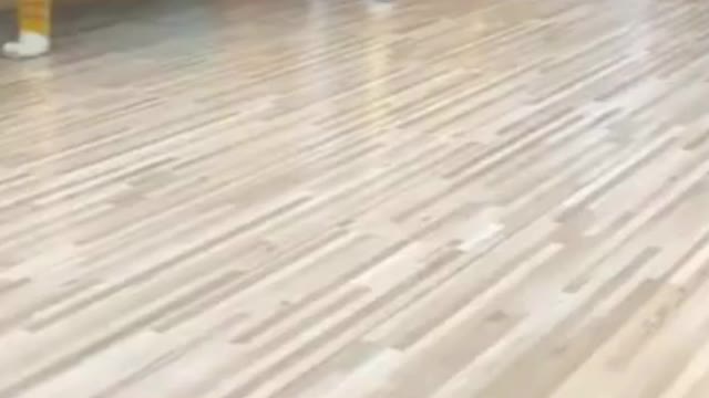 Cute cat funny video
