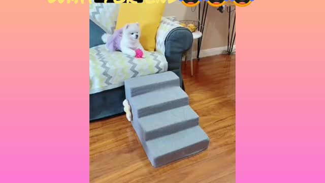 Funniest Cats And Dogs Videos #24 #dog #cat #funny if you laugh 3.3 times, you restart the video