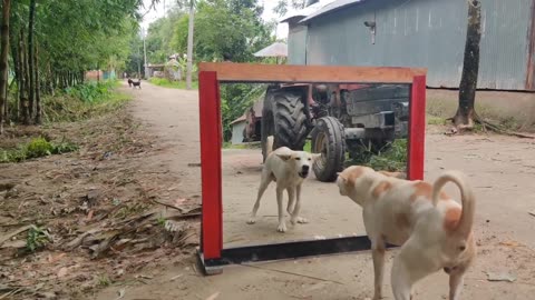 Funny Dog & Mirror Video