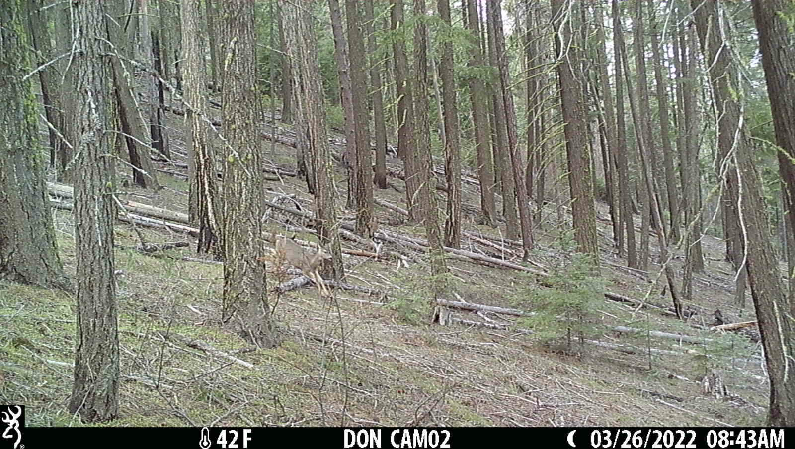 Game camera