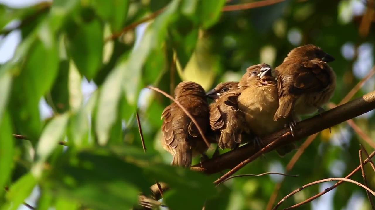 Birds, nature, Life,