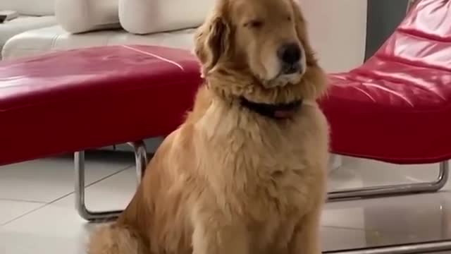 When it's too hard to wake up in the morning😮 |funny dog🐶🐕🐕‍🦺