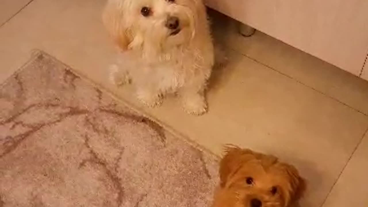 Lacey & Rayka 🐕 pet