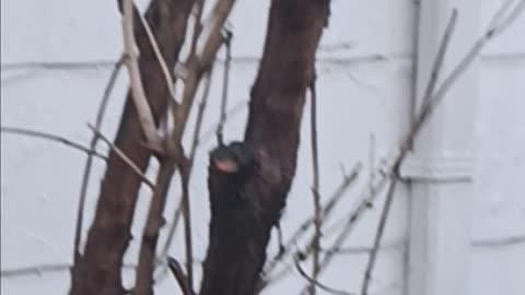 Woodpecker backyard