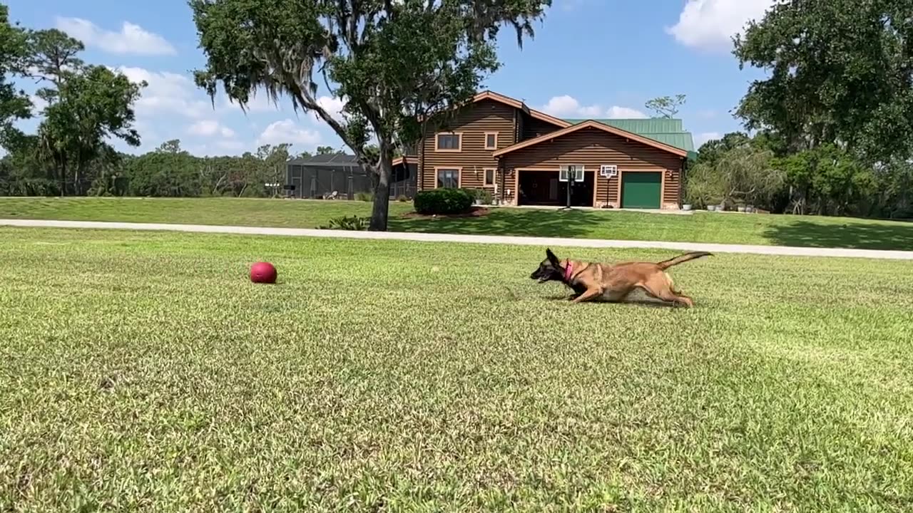 Cali The Wrecking Ball