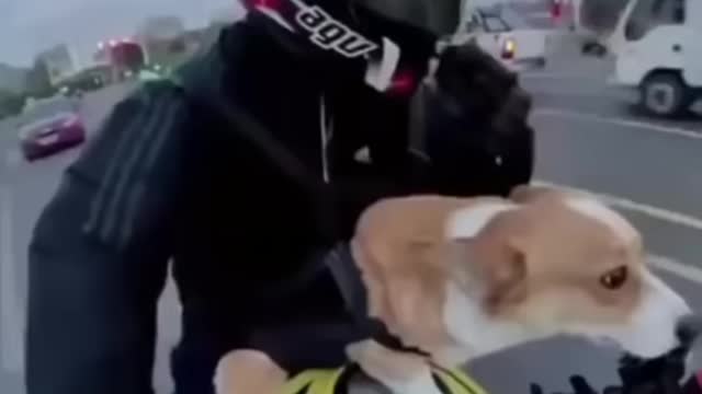 Dog reaction at bike speed