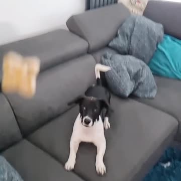 Dog Make A Perfect Catch