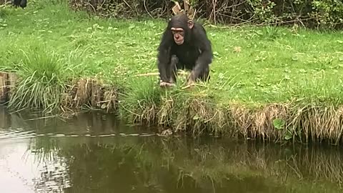 Chimps Kidnap a Little Duckling