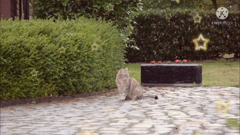 Cat🐈 is sitting in the garden.