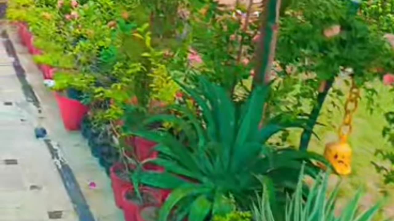 My Beautiful Garden