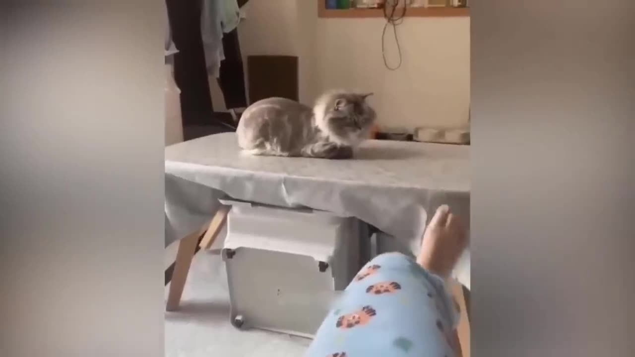 Cats funny video