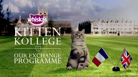 Ep.4 Exchange Programme - Introducing Kittens To Other Animals _ Kitten Kollege_1