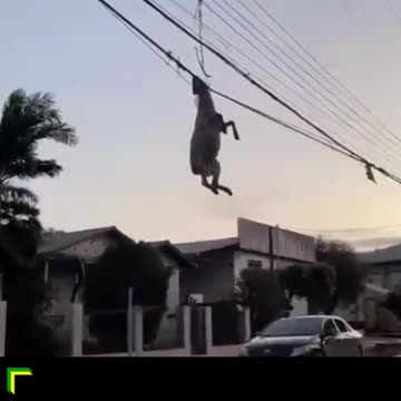 Ovelha fica pendurada em fiação em meio a destruição causada por ciclone