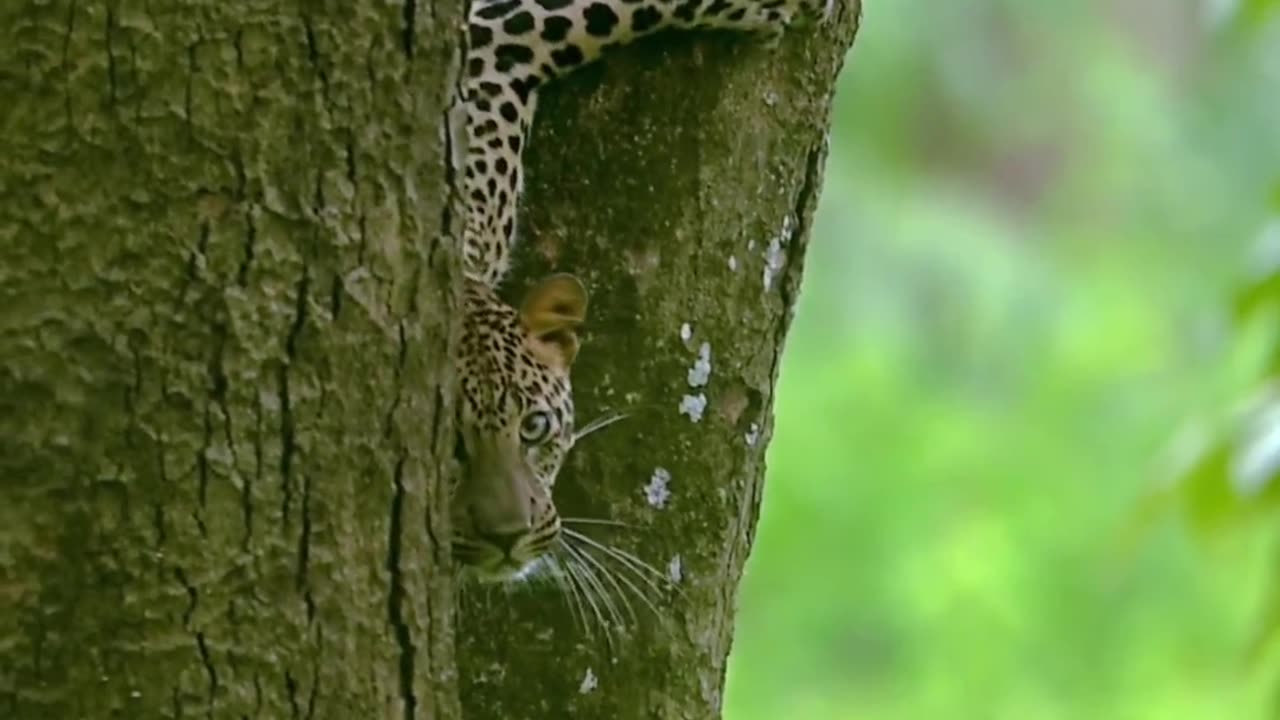 "The Fierce and Playful Journey of a Leopard Cub: From Curious Explorer to Stealthy Predator"