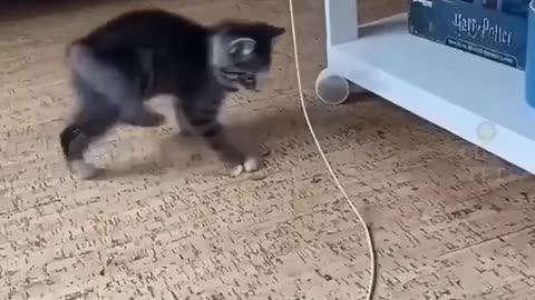 Cat fighting video 2023