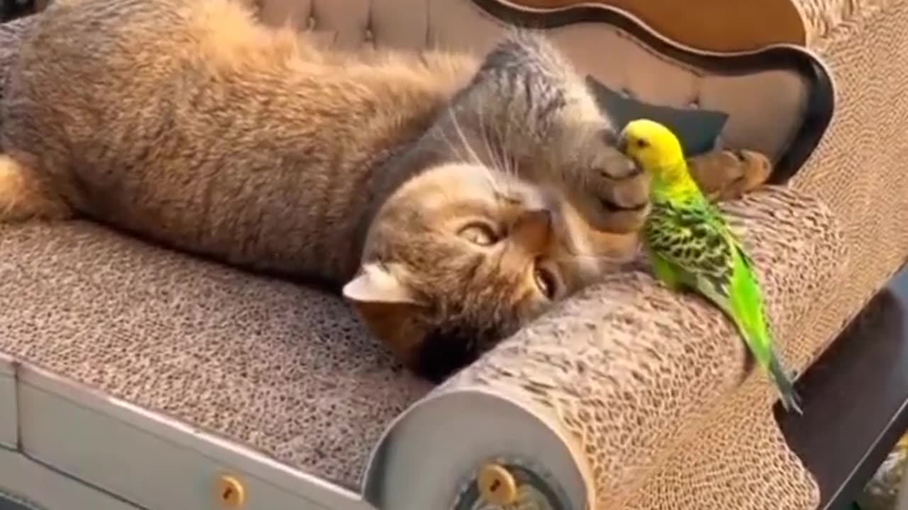 Cute cat 🙀 plying