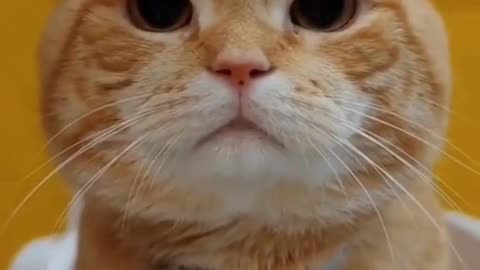 Cute Cats & Funny Cats 😍😍😅😅 #shorts #cats #viral #mmvcats