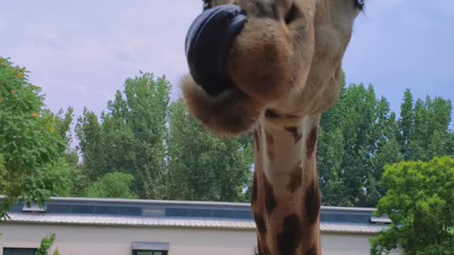 A giraffe picking its nose