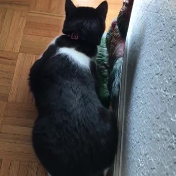 A Dove Came To The Porch To Visit The Cat