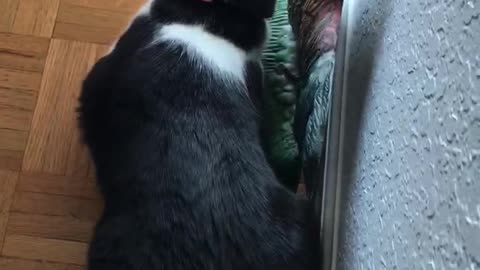 A Dove Came To The Porch To Visit The Cat