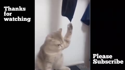 Funny animal video of cat and dog😂