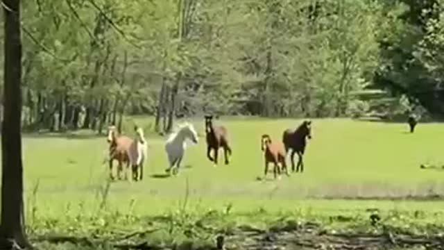 The horses in Shadow’s herd