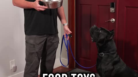 You MUST Master These 3 Things With Your Dog